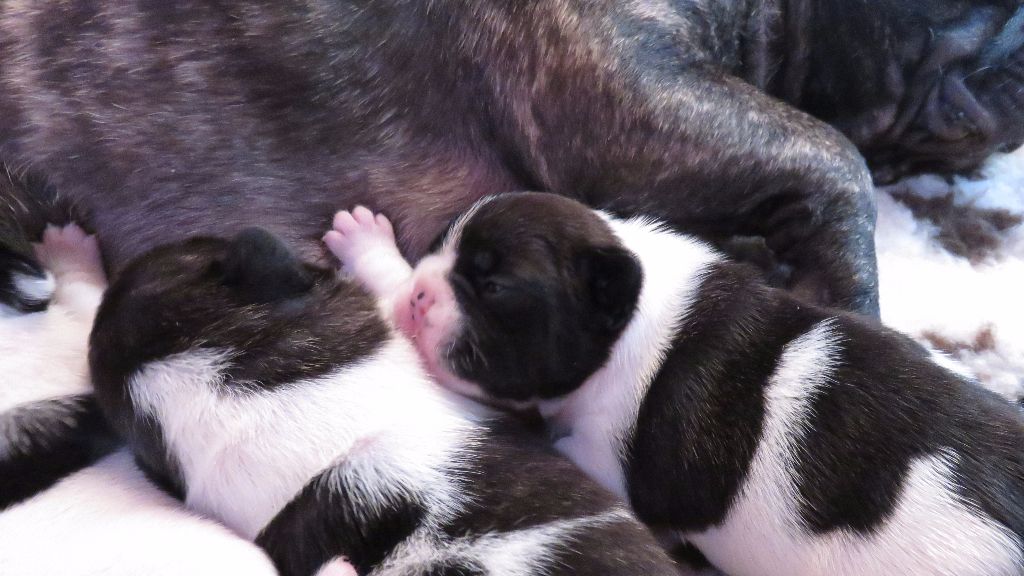 Du Rêve D'Emeraude - Les bébés commencent à ouvrir les yeux!