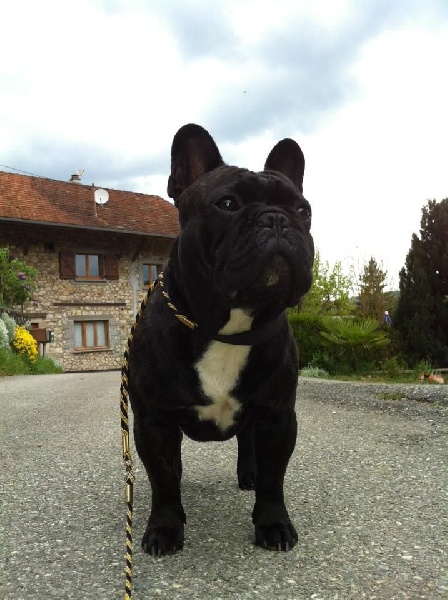 CH. Gi'king pierre d'onyx Du Rêve D'Emeraude