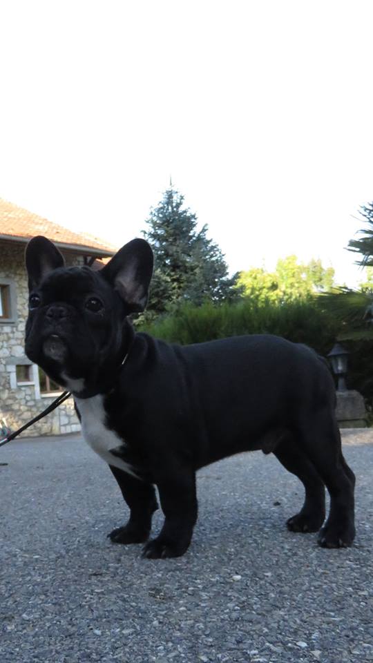 CH. Ninja king Du Rêve D'Emeraude