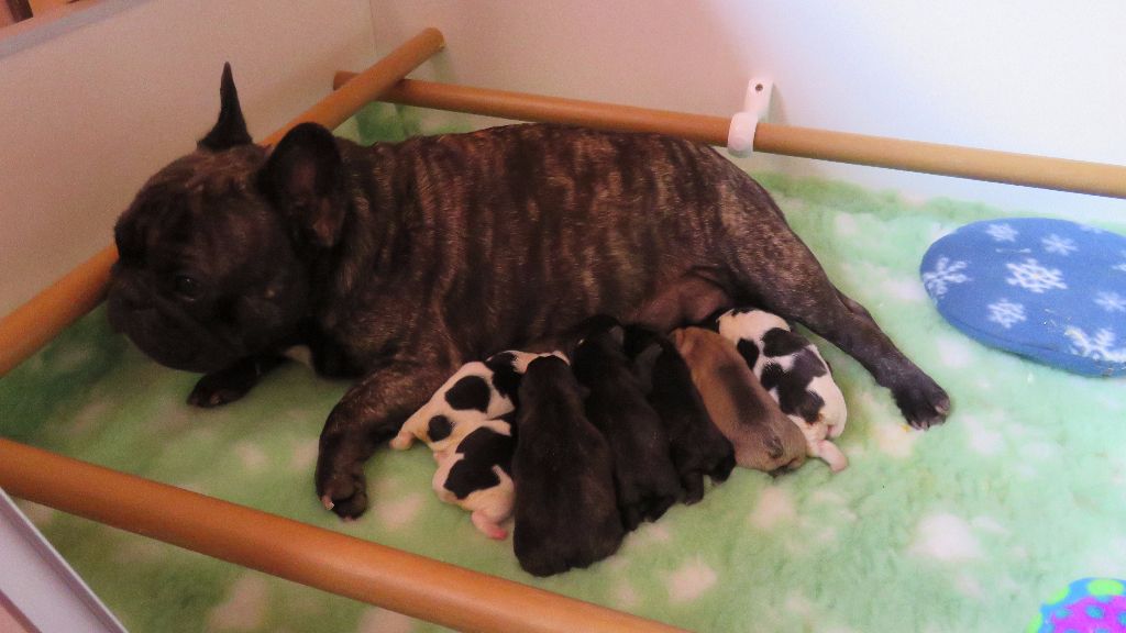 Chiot Bouledogue français Du Rêve D'Emeraude